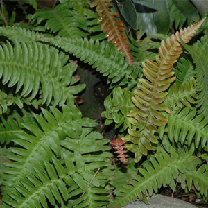 Blechnum occidentale